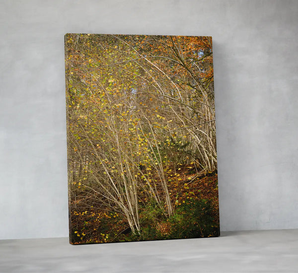 Ruhige Naturfotografie eines herbstlichen Waldes mit warmen Orange- und Brauntönen – beruhigendes Fine-Art-Wandbild für Praxen, Therapiezentren und moderne Wohnräume.