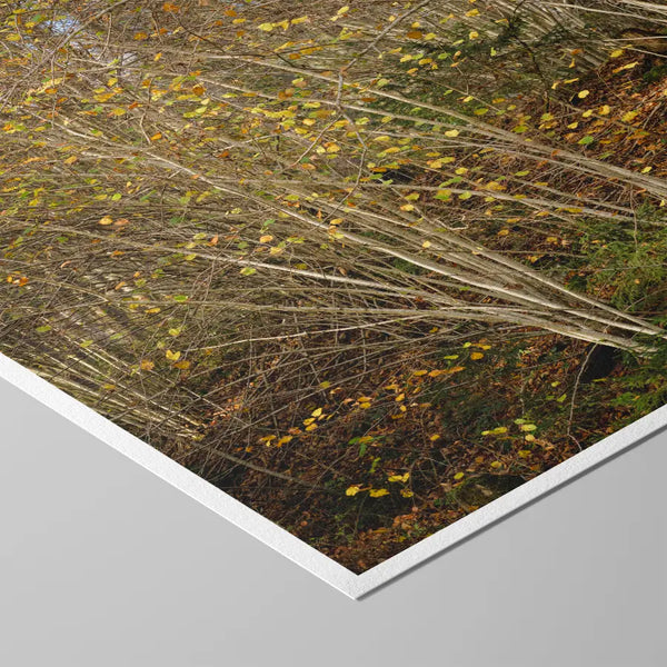 Ruhige Naturfotografie eines herbstlichen Waldes mit warmen Orange- und Brauntönen – beruhigendes Fine-Art-Wandbild für Praxen, Therapiezentren und moderne Wohnräume.