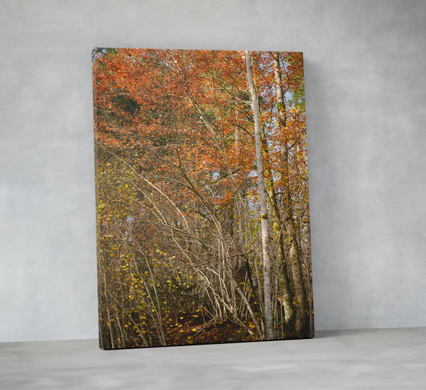 Ruhige Naturfotografie eines herbstlichen Waldes mit warmen Orange- und Brauntönen – beruhigendes Fine-Art-Wandbild für Praxen, Therapiezentren und moderne Wohnräume. 