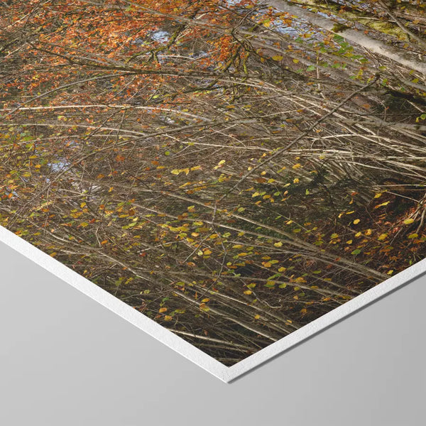 Ruhige Naturfotografie eines herbstlichen Waldes mit warmen Orange- und Brauntönen – beruhigendes Fine-Art-Wandbild für Praxen, Therapiezentren und moderne Wohnräume.