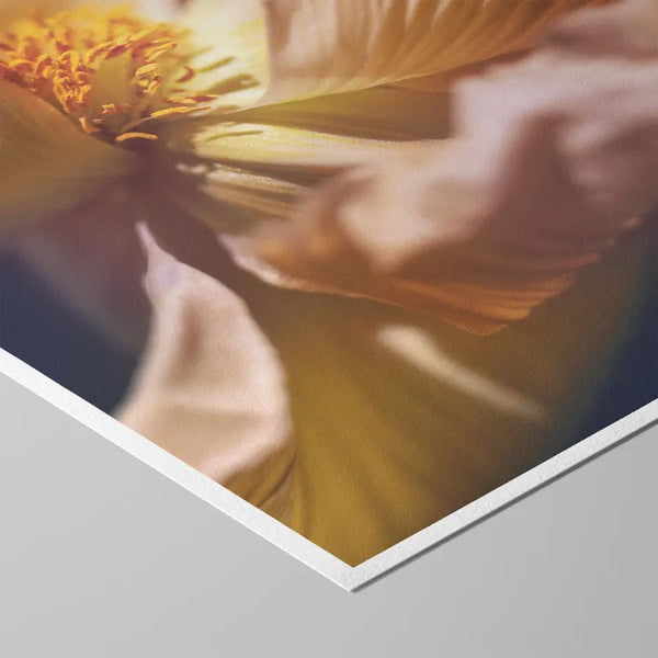 Detailreiche Makrofotografie einer zarten gelb-rosafarbenen Blüte mit feinen, lichtdurchfluteten Blütenblättern – ästhetische, beruhigende Naturfotografie für Wandkunst in Praxen, Therapiezentren und modernen Interiors; Fine Art Print auf Baumwollpapier.