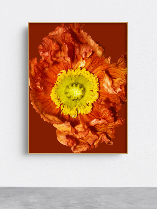 Detailreiche Makrofotografie einer leuchtend orangefarbenen Blüte mit intensiv gelbem Zentrum und strukturierten Blütenblättern – ausdrucksstarke, ästhetische Naturfotografie für Wandkunst in Praxen, Therapiezentren und modernen Interiors; Fine Art Print auf Alu-Dibond mit Holzrahmen.