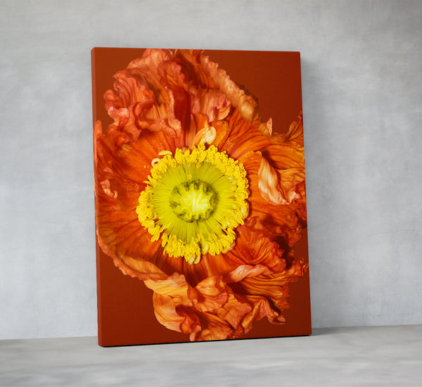 Detailreiche Makrofotografie einer leuchtend orangefarbenen Blüte mit intensiv gelbem Zentrum und strukturierten Blütenblättern – ausdrucksstarke, ästhetische Naturfotografie für Wandkunst in Praxen, Therapiezentren und modernen Interiors; Fine Art Print auf Leinwand, matt.