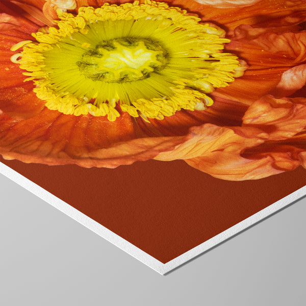 Detailreiche Makrofotografie einer leuchtend orangefarbenen Blüte mit intensiv gelbem Zentrum und strukturierten Blütenblättern – ausdrucksstarke, ästhetische Naturfotografie für Wandkunst in Praxen, Therapiezentren und modernen Interiors; Fine Art Print auf Baumwollpapier.