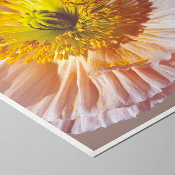 Detailreiche Makrofotografie einer rosa-gelben Blüte mit weichen, gefalteten Blütenblättern und leuchtendem Zentrum – ästhetische, beruhigende Naturfotografie für Wandkunst in Praxen, Therapiezentren und modernen Interiors; Fine Art Print auf Baumwollpapier.