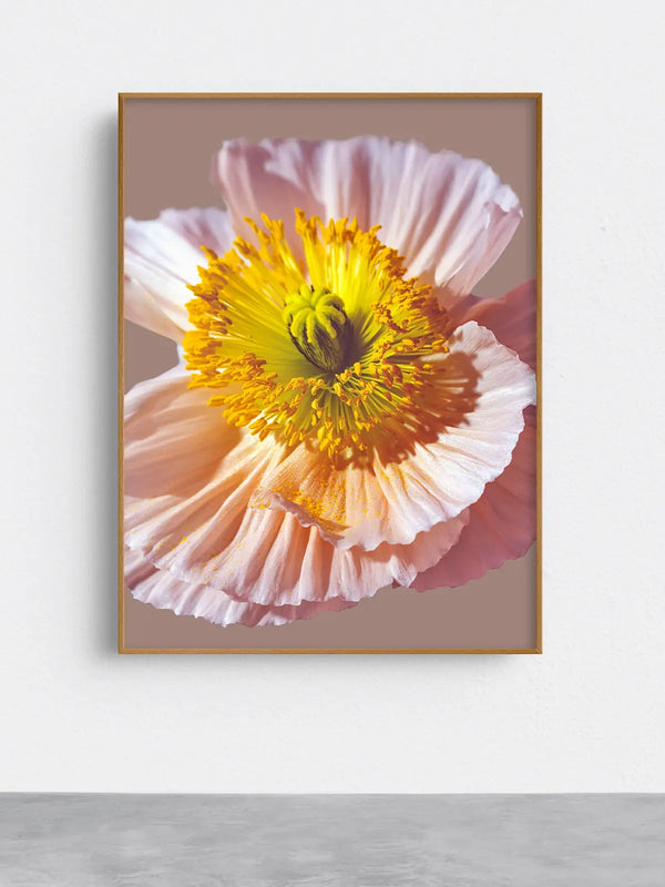 Detailreiche Makrofotografie einer rosa-gelben Blüte mit weichen, gefalteten Blütenblättern und leuchtendem Zentrum – ästhetische, beruhigende Naturfotografie für Wandkunst in Praxen, Therapiezentren und modernen Interiors; Fine Art Print mit Holzrahmen.