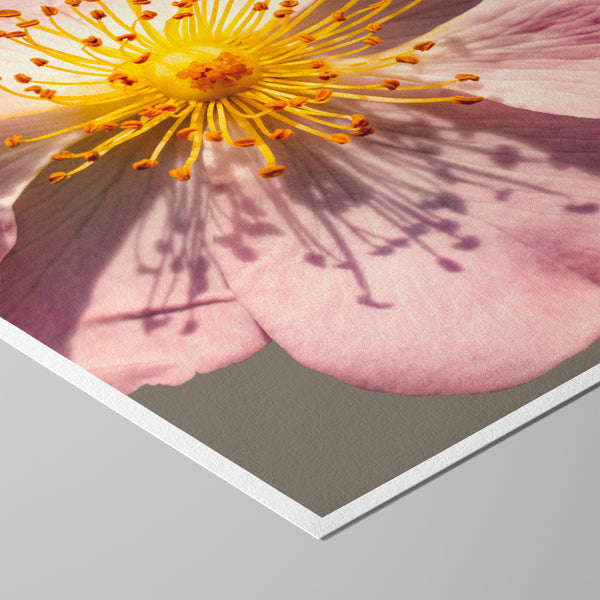 Detailreiche Nahaufnahme einer zarten rosa Blüte mit gelbem Zentrum und feinen Staubfäden – ästhetische, beruhigende Naturfotografie für Wandkunst in Praxen, Therapiezentren und modernen Interiors.