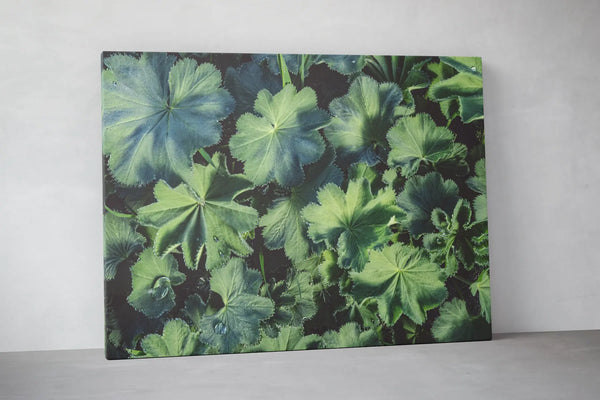 Ruhige Naturfotografie grüner Blätter mit feinen Strukturen und Tautropfen – ästhetische, beruhigende Wandkunst für Praxen, Therapiezentren und moderne Interiors; Querformat Fine Art Print auf Leinwand, matt.