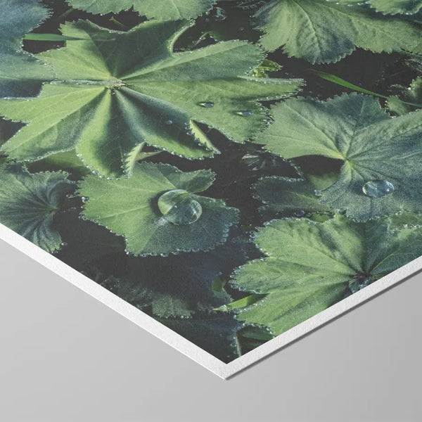 Ruhige Naturfotografie grüner Blätter mit feinen Strukturen und Tautropfen – ästhetische, beruhigende Wandkunst für Praxen, Therapiezentren und moderne Interiors; Querformat Fine Art Print auf Baumwollpapier.