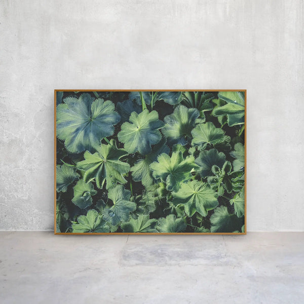 Ruhige Naturfotografie grüner Blätter mit feinen Strukturen und Tautropfen – ästhetische, beruhigende Wandkunst für Praxen, Therapiezentren und moderne Interiors; Querformat Fine Art Print auf Alu-Dibond mit Holzrahmen.