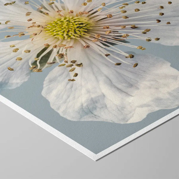 Fein detaillierte Makrofotografie einer weißen Blüte mit zart transparenten Blütenblättern und hellem Zentrum – ruhige, klare Naturfotografie für beruhigende Wandkunst in Praxen, Therapiezentren und modernen Interiors.