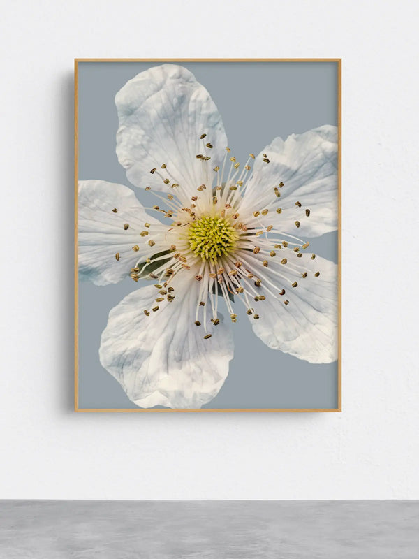 Fein detaillierte Makrofotografie einer weißen Blüte mit zart transparenten Blütenblättern und hellem Zentrum – ruhige, klare Naturfotografie für beruhigende Wandkunst in Praxen, Therapiezentren und modernen Interiors.