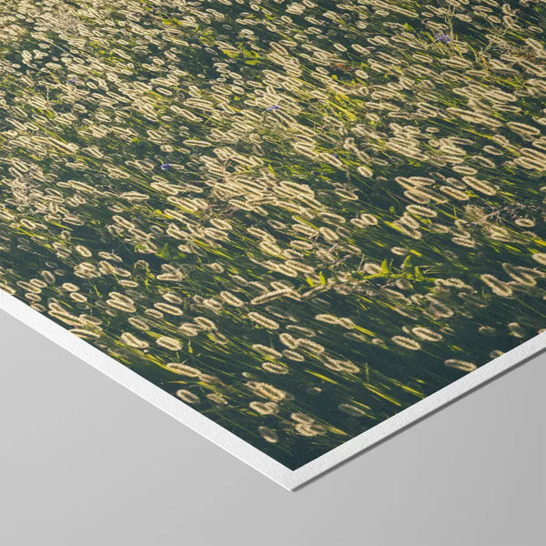 Ruhige Naturfotografie einer dicht bewachsenen grünen Wiese mit sanftem, hellem Licht – ästhetische, beruhigende Wandkunst für Praxen, Therapiezentren und moderne Interiors; Fine Art Print auf Baumwollpapier.