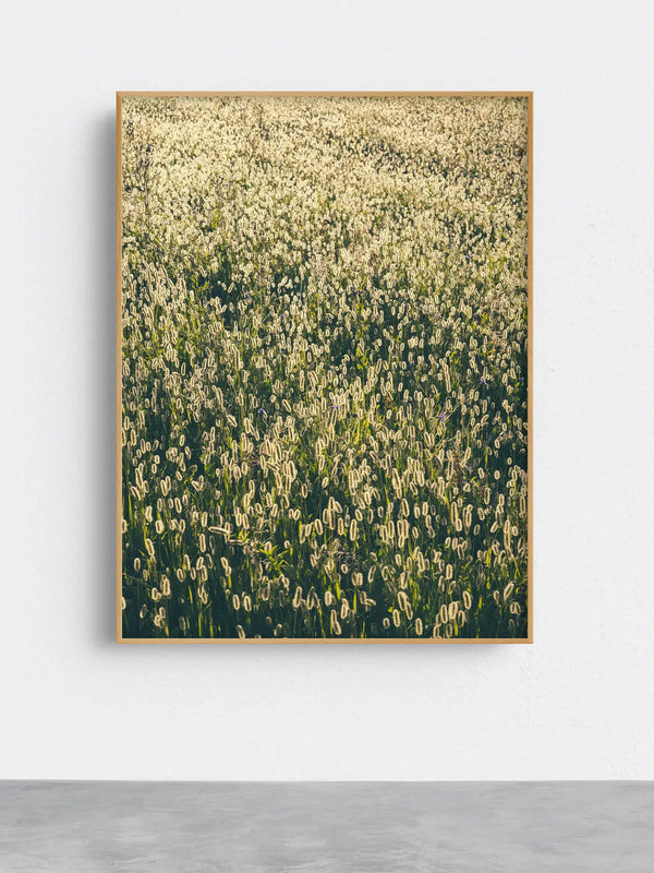 Ruhige Naturfotografie einer dicht bewachsenen grünen Wiese mit sanftem, hellem Licht – ästhetische, beruhigende Wandkunst für Praxen, Therapiezentren und moderne Interiors; Fine Art Print auf Alu-Dibond mit Holzrahmen.