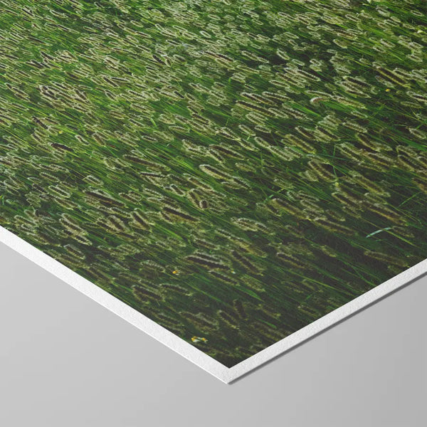 Ruhige Naturfotografie einer dichten grünen Wiese mit sanftem Lichtspiel – beruhigende, ästhetische Wandkunst für Praxen, Therapiezentren und moderne Interiors; Querformat Fine Art Print auf Baumwollpapier.