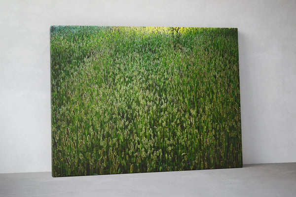 Ruhige Naturfotografie einer dichten grünen Wiese mit sanftem Lichtspiel – beruhigende, ästhetische Wandkunst für Praxen, Therapiezentren und moderne Interiors; Querformat Fine Art Print auf Leinwand, matt.