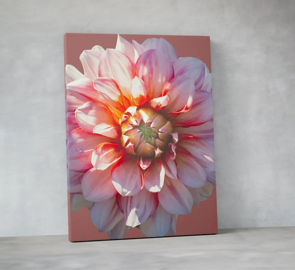 Detailreiche Makrofotografie einer rosa- und apricotfarbenen Blüte mit weichen Lichtreflexen – ästhetische, harmonische Naturfotografie für beruhigende Wandkunst in Praxen, Therapiezentren und modernen Interiors.