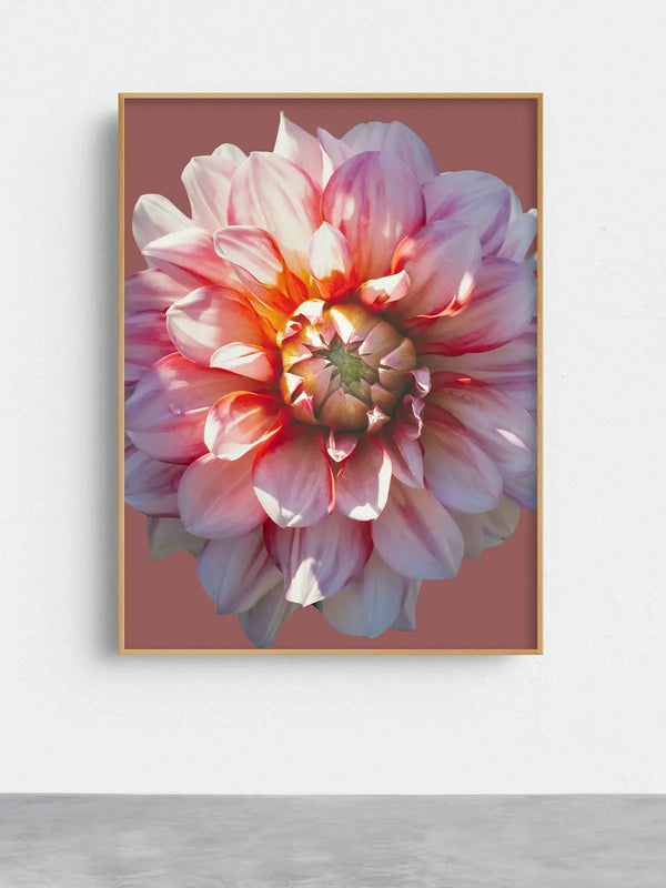 Detailreiche Makrofotografie einer rosa- und apricotfarbenen Blüte mit weichen Lichtreflexen – ästhetische, harmonische Naturfotografie für beruhigende Wandkunst in Praxen, Therapiezentren und modernen Interiors.