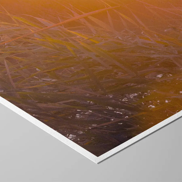 Sanftes, warmes Naturmotiv mit goldenem Licht und feinen Gräsern, das Ruhe und Weite vermittelt – beruhigende, ästhetische Wandkunst für Praxen, Therapiezentren und moderne Interiors; Querformat Fine Art Print auf Baumwollpapier.