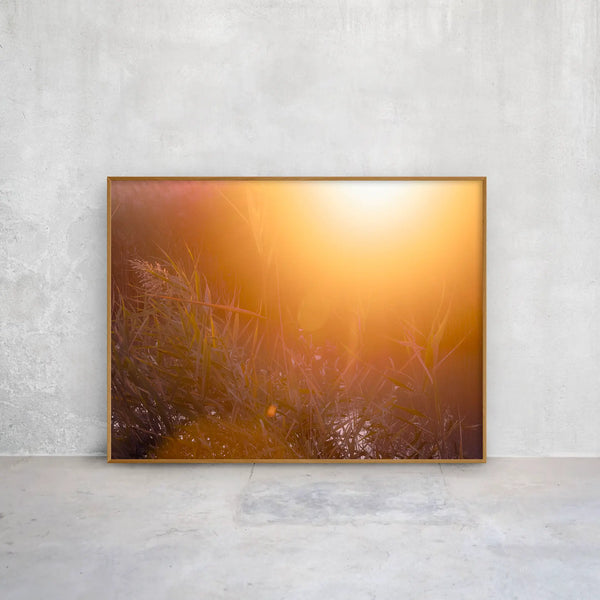 Sanftes, warmes Naturmotiv mit goldenem Licht und feinen Gräsern, das Ruhe und Weite vermittelt – beruhigende, ästhetische Wandkunst für Praxen, Therapiezentren und moderne Interiors; Querformat Fine Art Print auf Alu-Dibond mit Holzrahmen.