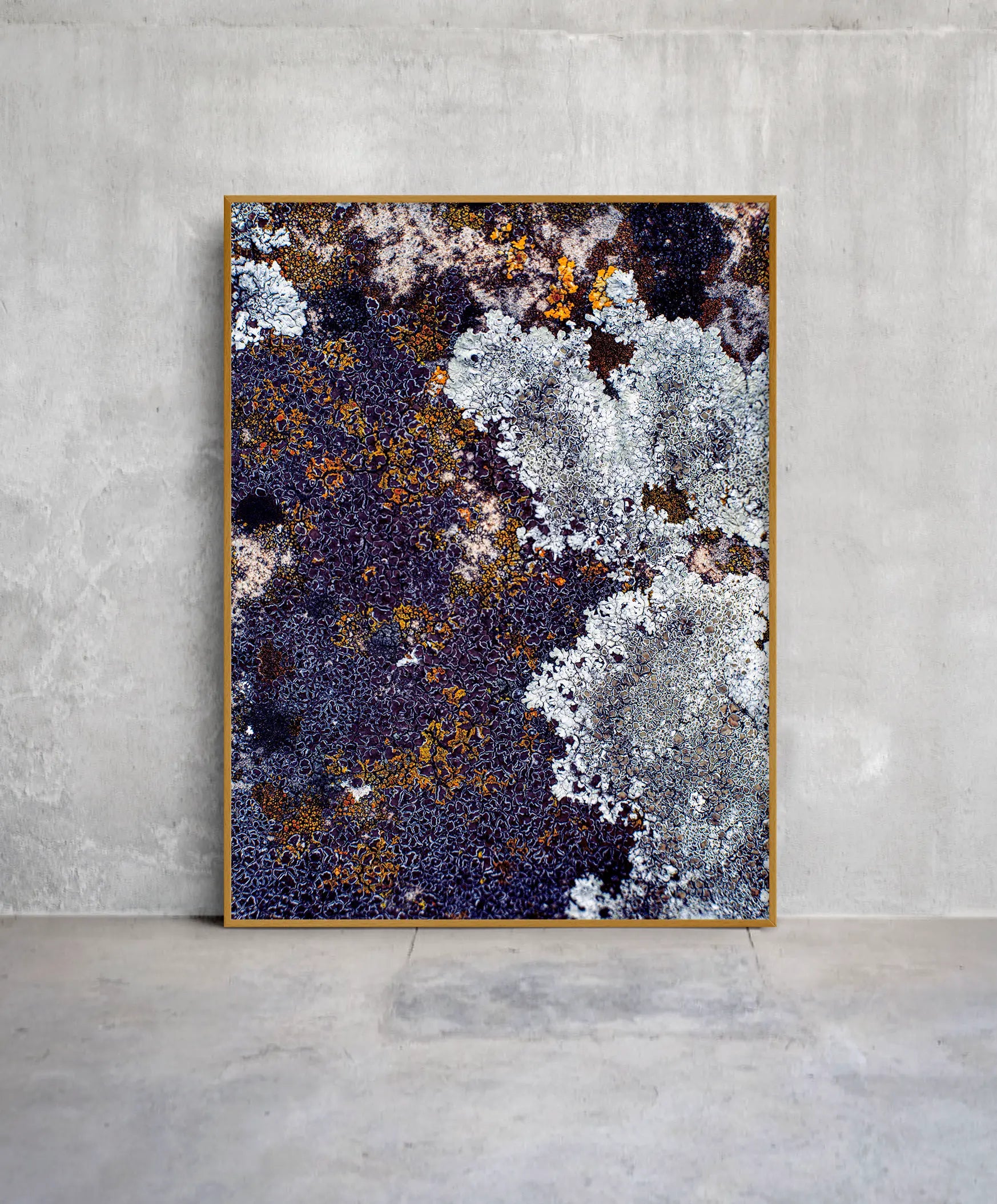 Abstraktes Naturporträt mit flechtenartiger Textur in Violett-, Beige- und Goldtönen, gerahmt an einer Betonwand.