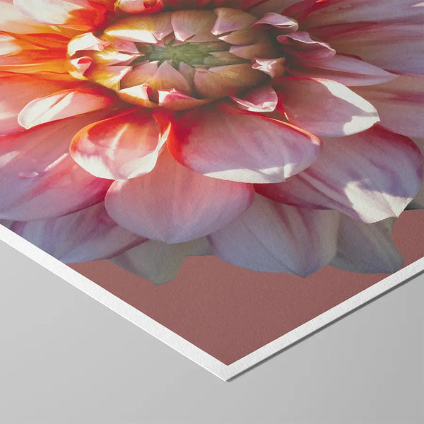Detailreiche Makrofotografie einer rosa- und apricotfarbenen Blüte mit weichen Lichtreflexen – ästhetische, harmonische Naturfotografie für beruhigende Wandkunst in Praxen, Therapiezentren und modernen Interiors.