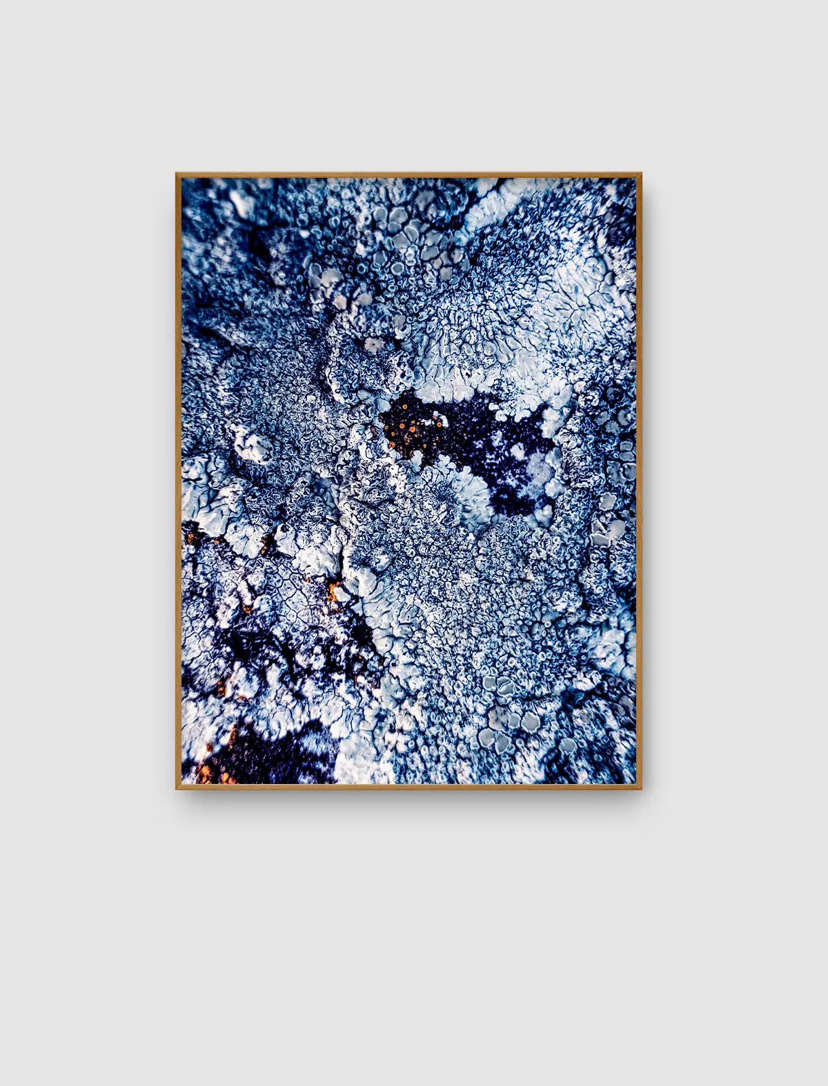 Lichen Matrix – abstraktes Naturporträt mit feinen blau-weißen Strukturen von Sonja Priller.