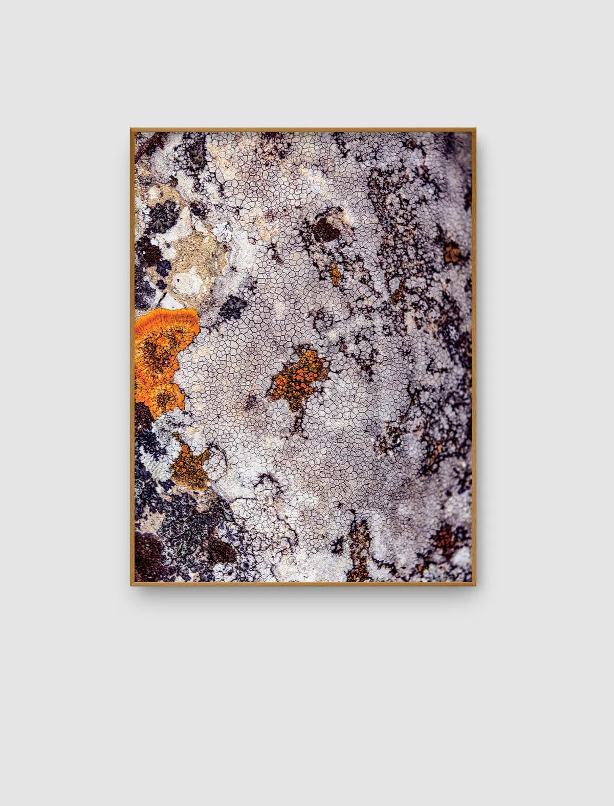 Mineral Lichen Field – abstraktes Naturporträt mit flechtenartigen Strukturen von Sonja Priller.