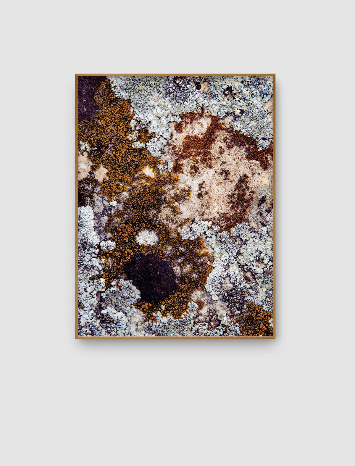 Ochre Lichen Cartography – abstraktes Naturporträt mit ockerfarbenen Krustenflächen von Sonja Priller.
