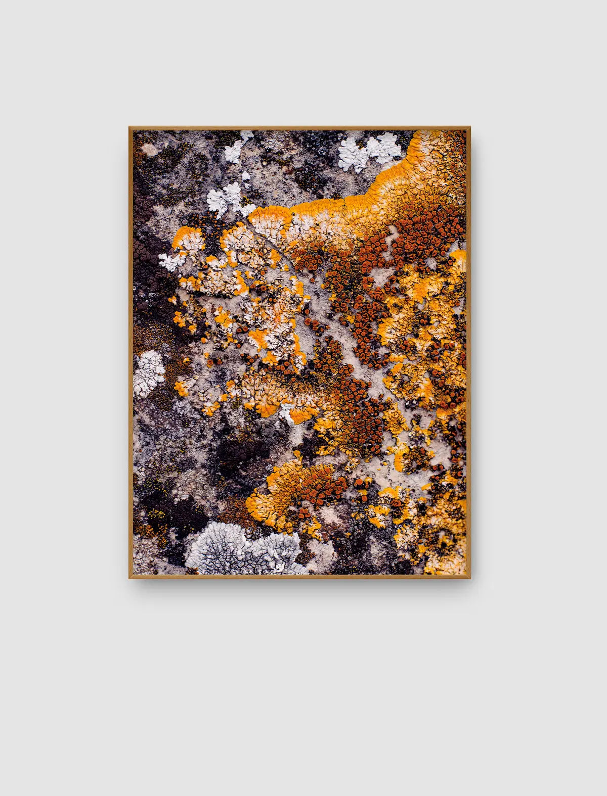 Ochre Lichen Bloom – abstraktes Naturporträt mit ockerfarbenen Flechtenfeldern von Sonja Priller.
