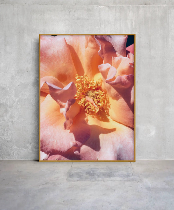 Bloom Study 01