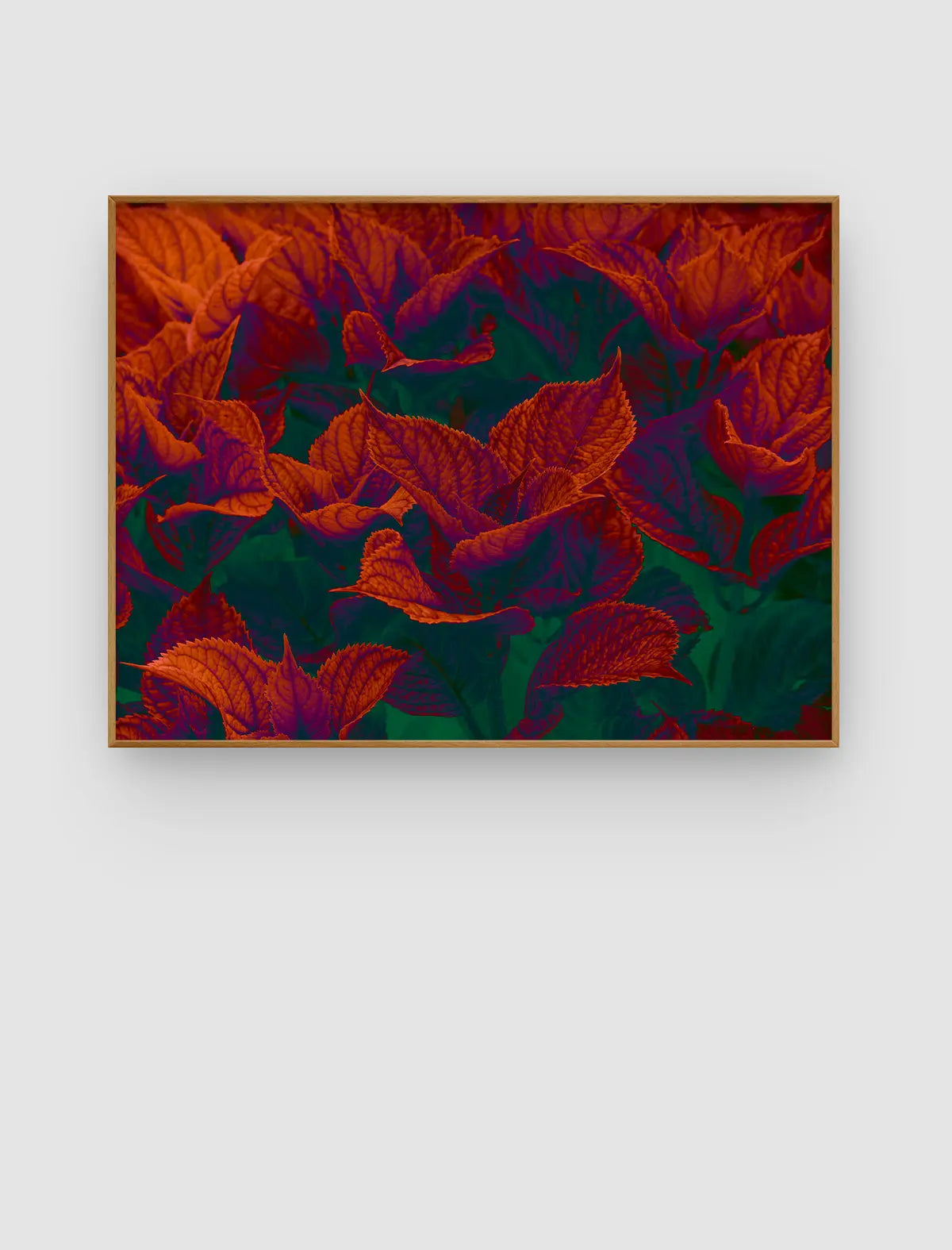Abstrakte botanische Fotografie mit dicht geschichteten Blättern in leuchtenden Kupfer-, Rot- und Orangetönen vor tiefen Blau- und Grüntönen. Die feinen Blattstrukturen erzeugen eine atmosphärische Komposition zwischen Naturstudie und malerischer Abstraktion.
