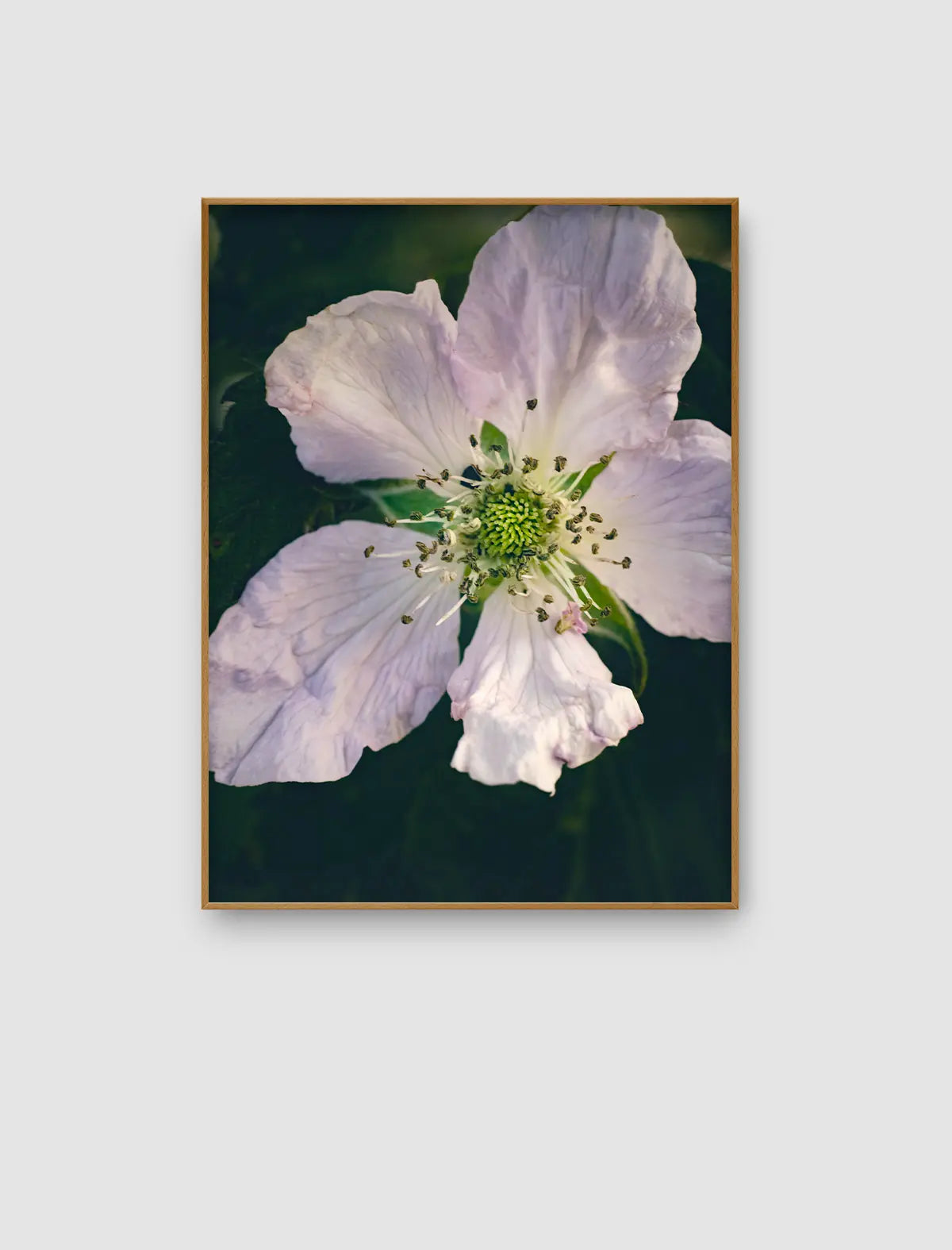 Vergrößerte Nahaufnahme einer zarten weißen Blüte mit feinen botanischen Details vor dunklem Hintergrund.