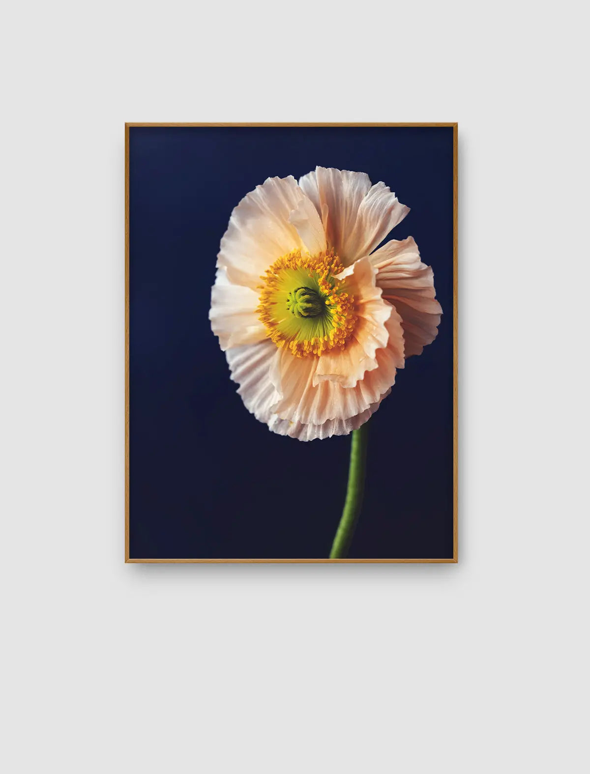 Zart rosafarbene Mohnblüte vor tiefdunklem Hintergrund mit leuchtendem Blütenzentrum als Fine-Art-Naturfotografie.
