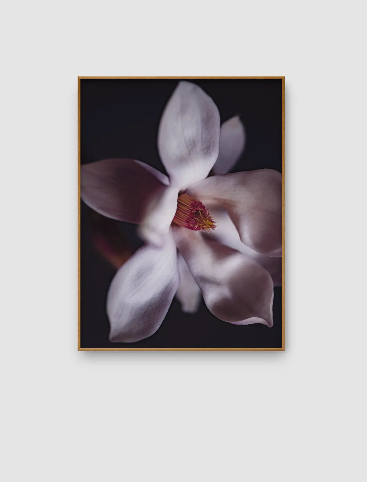 Zart rosafarbene Magnolienblüte vor dunklem Hintergrund mit weichen Lichtverläufen und eleganter, fast schwebender Anmutung.