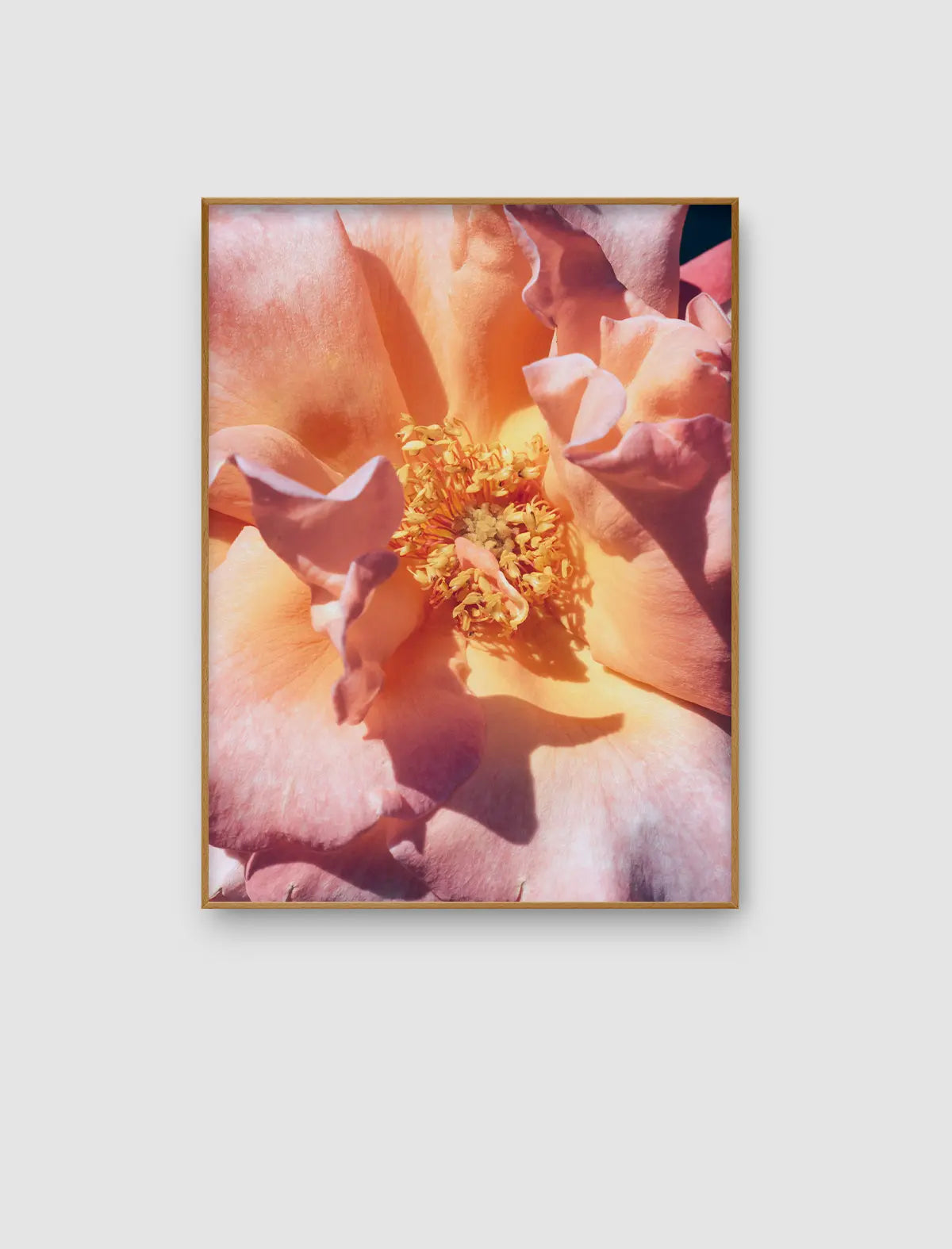 Nahaufnahme einer rosafarbenen Blüte als Fine Art Fotografie mit weichen Licht- und Schattenverläufen.