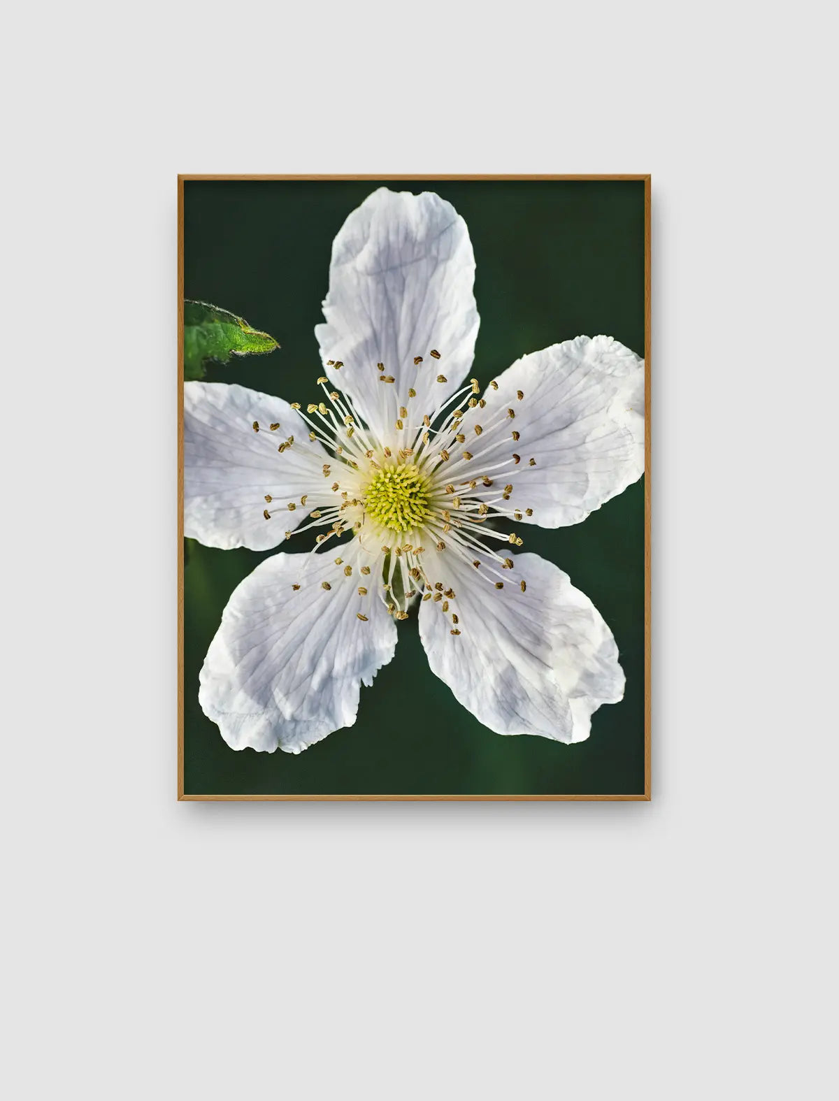 Vergrößerte Nahaufnahme einer weißen Blüte mit feinen Staubgefäßen vor dunkelgrünem Hintergrund als Fine-Art-Naturfotografie.