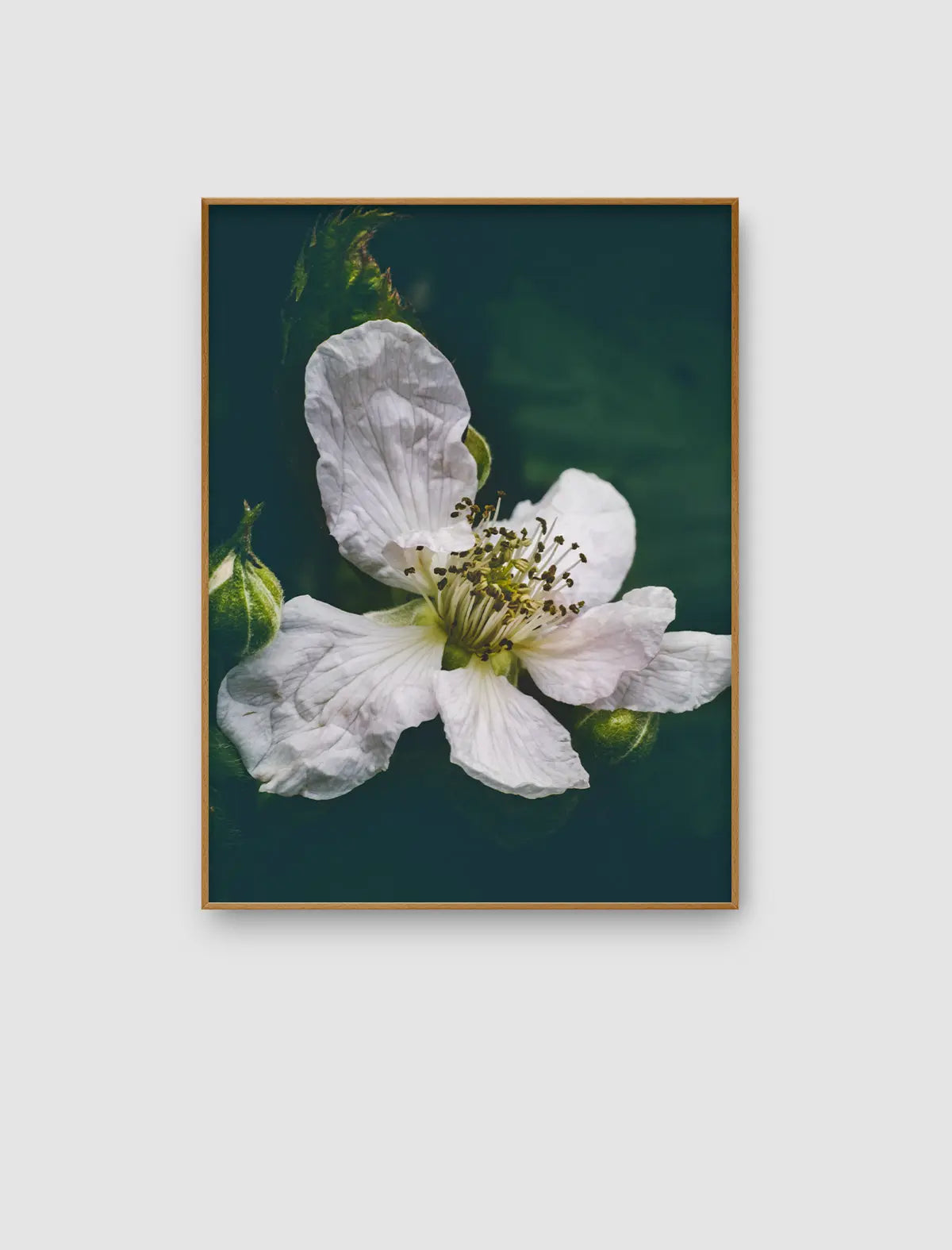 Vergrößerte Nahaufnahme einer weißen Brombeerblüte mit Knospen vor dunkelgrünem Hintergrund als Fine-Art-Naturfotografie.