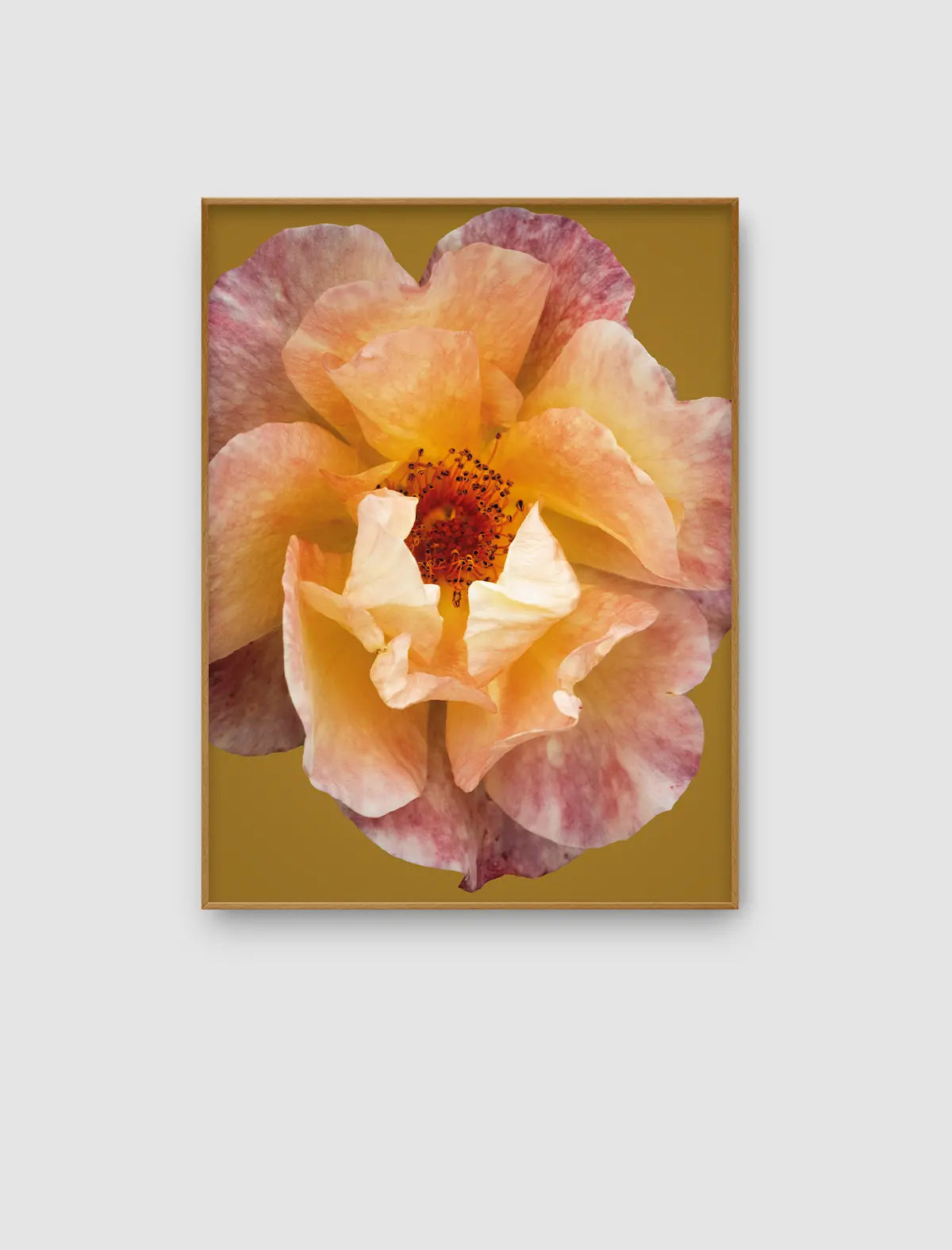 Nahaufnahme einer apricotfarbenen Rose mit zarten Rosé- und Goldtönen vor warmem Hintergrund als Fine-Art-Naturfotografie.