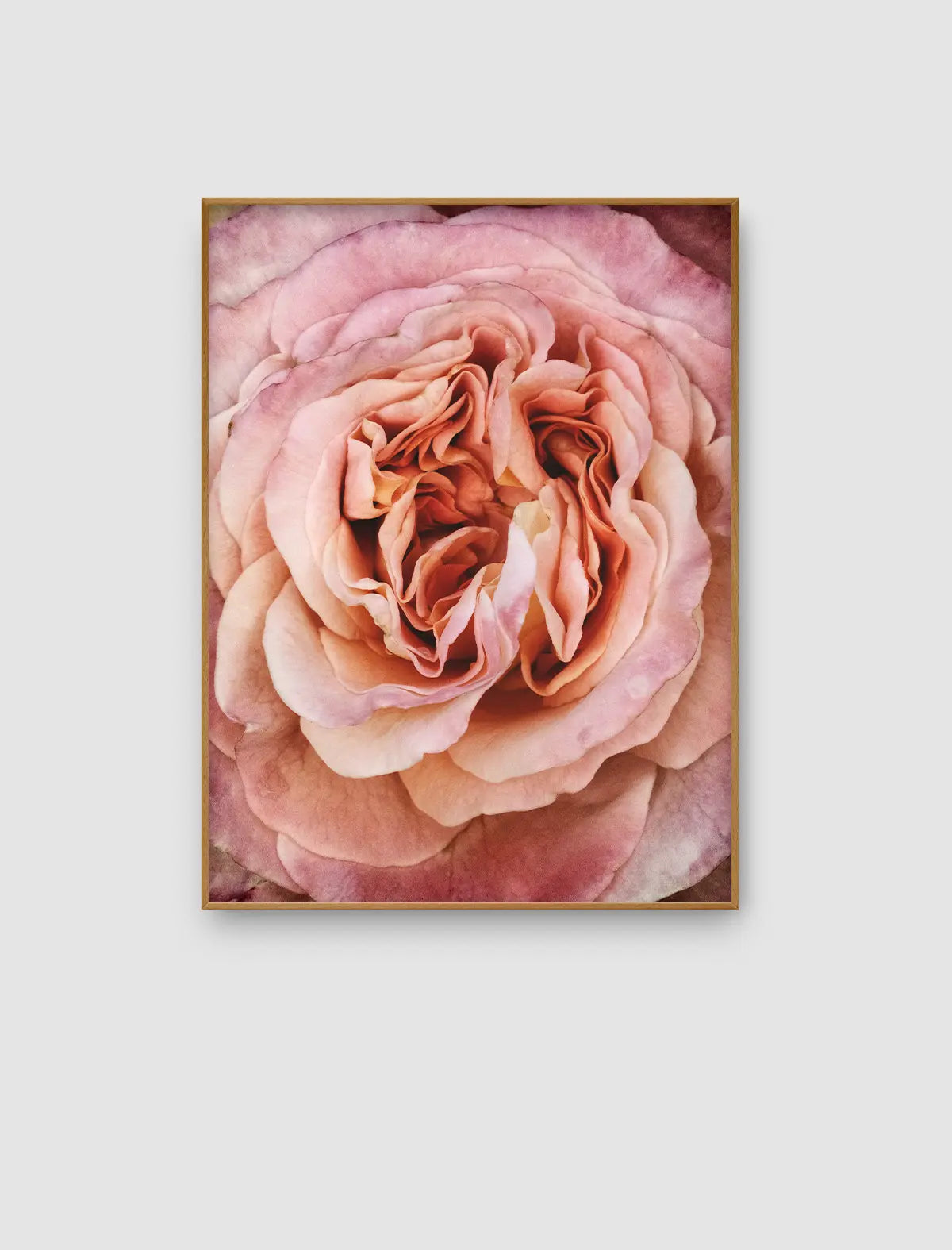Detailaufnahme einer rosafarbenen Rose mit vielschichtigen Blütenblättern und zarten Farbübergängen als Fine-Art-Naturfotografie.