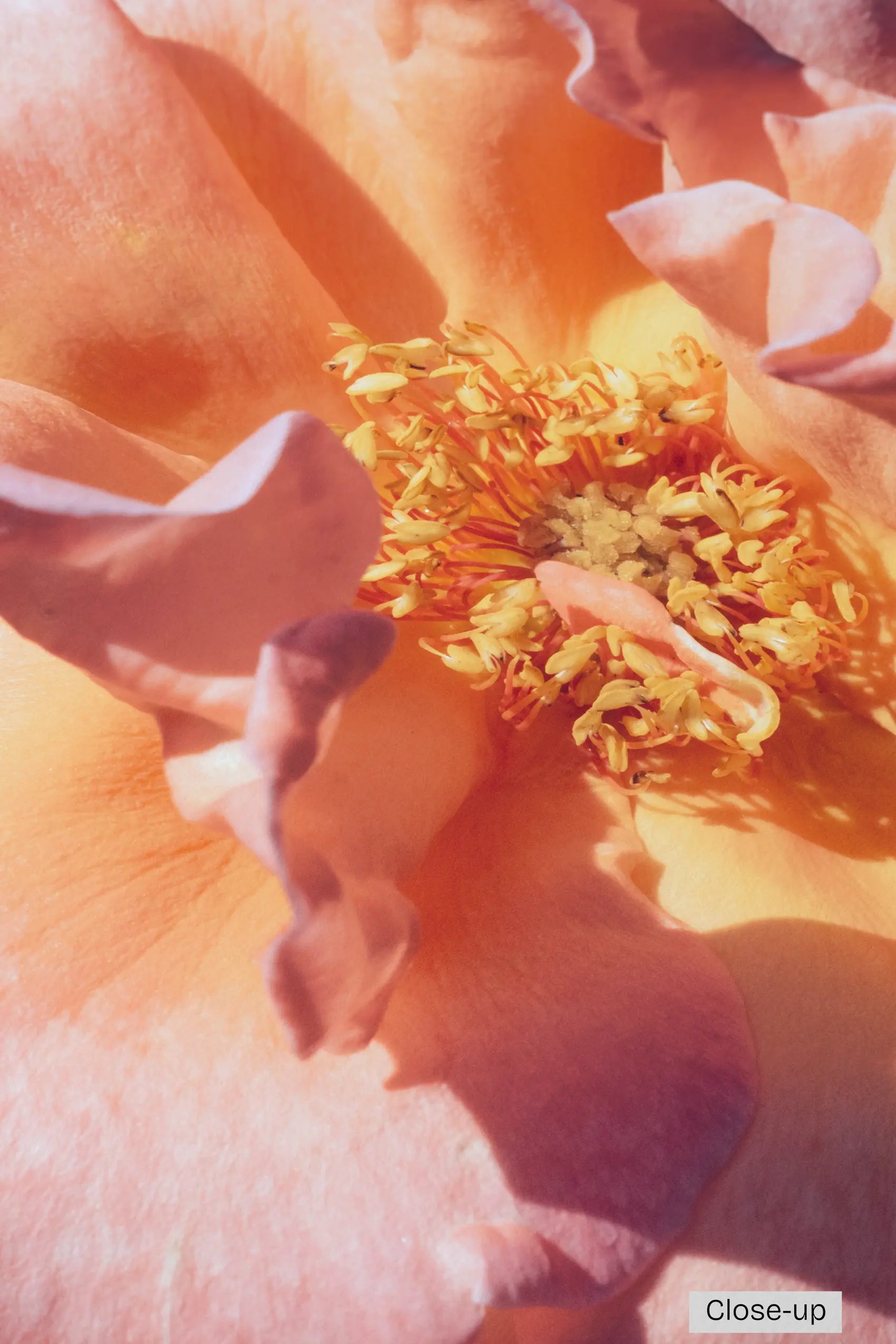 Bloom Study 01