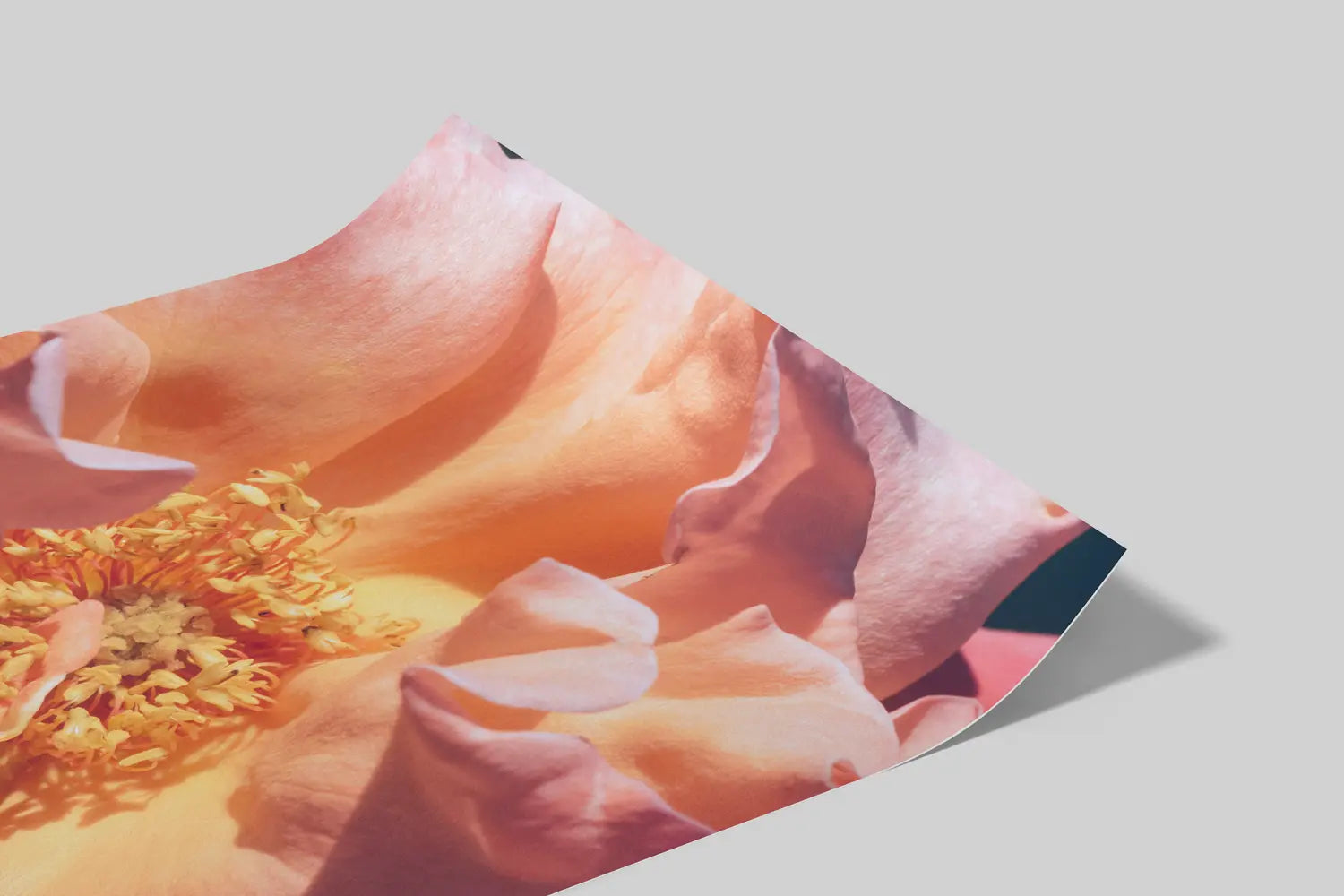 Bloom Study 01
