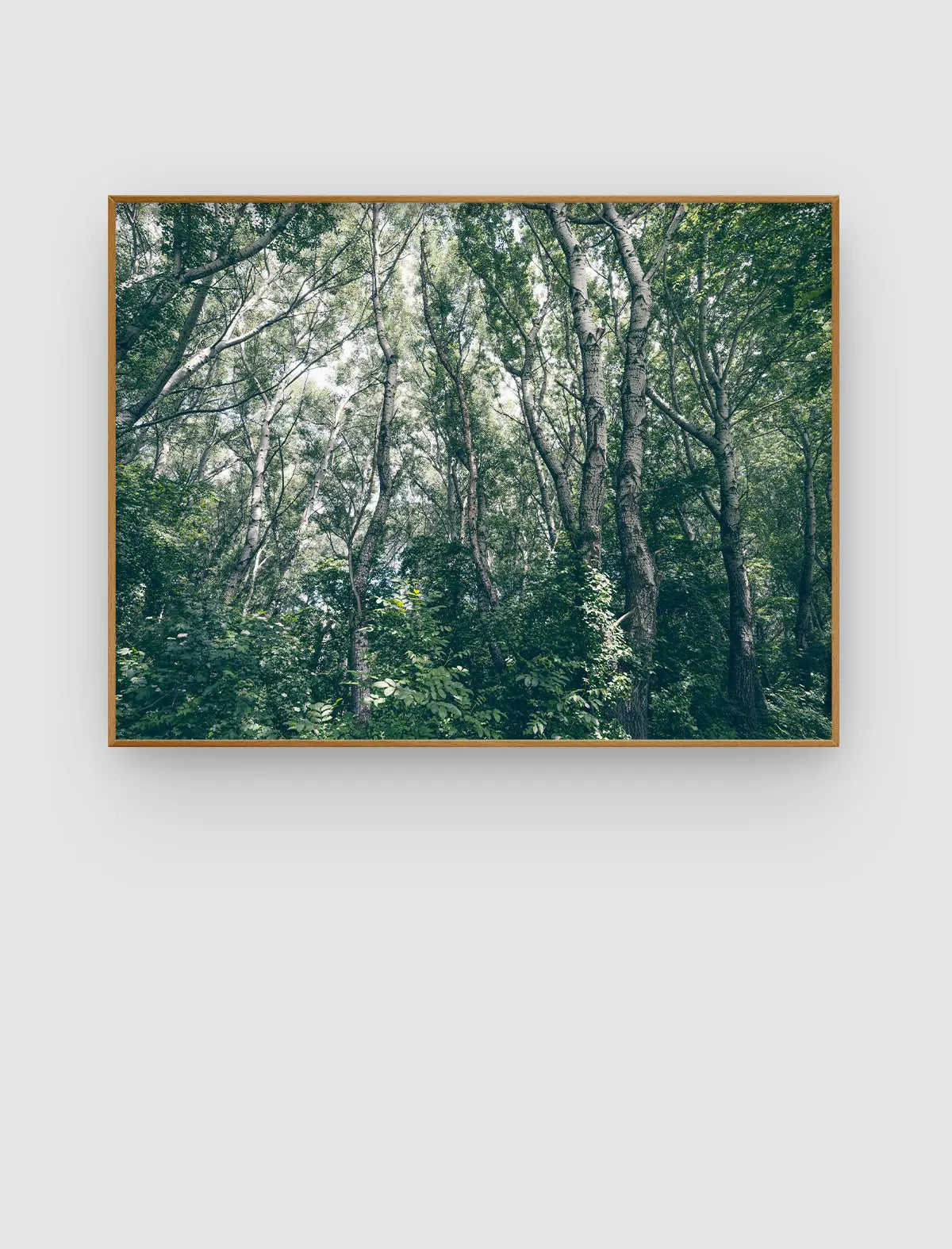 Birch Canopy – lichtes Waldporträt mit Birkenstämmen und gefiltertem Licht von Sonja Priller.