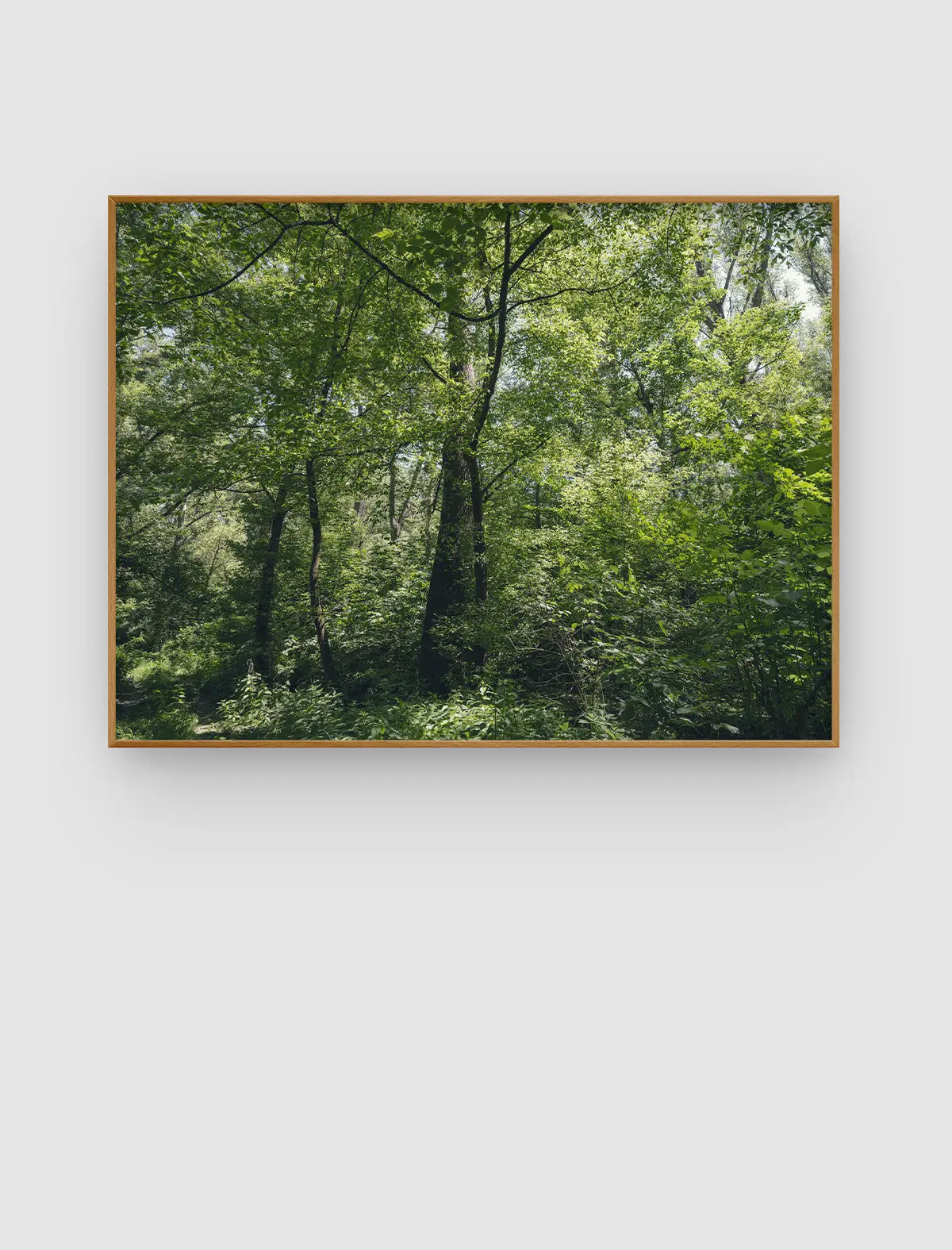 Forest Immersion – immersives Waldporträt mit vielschichtiger grüner Vegetation von Sonja Priller.