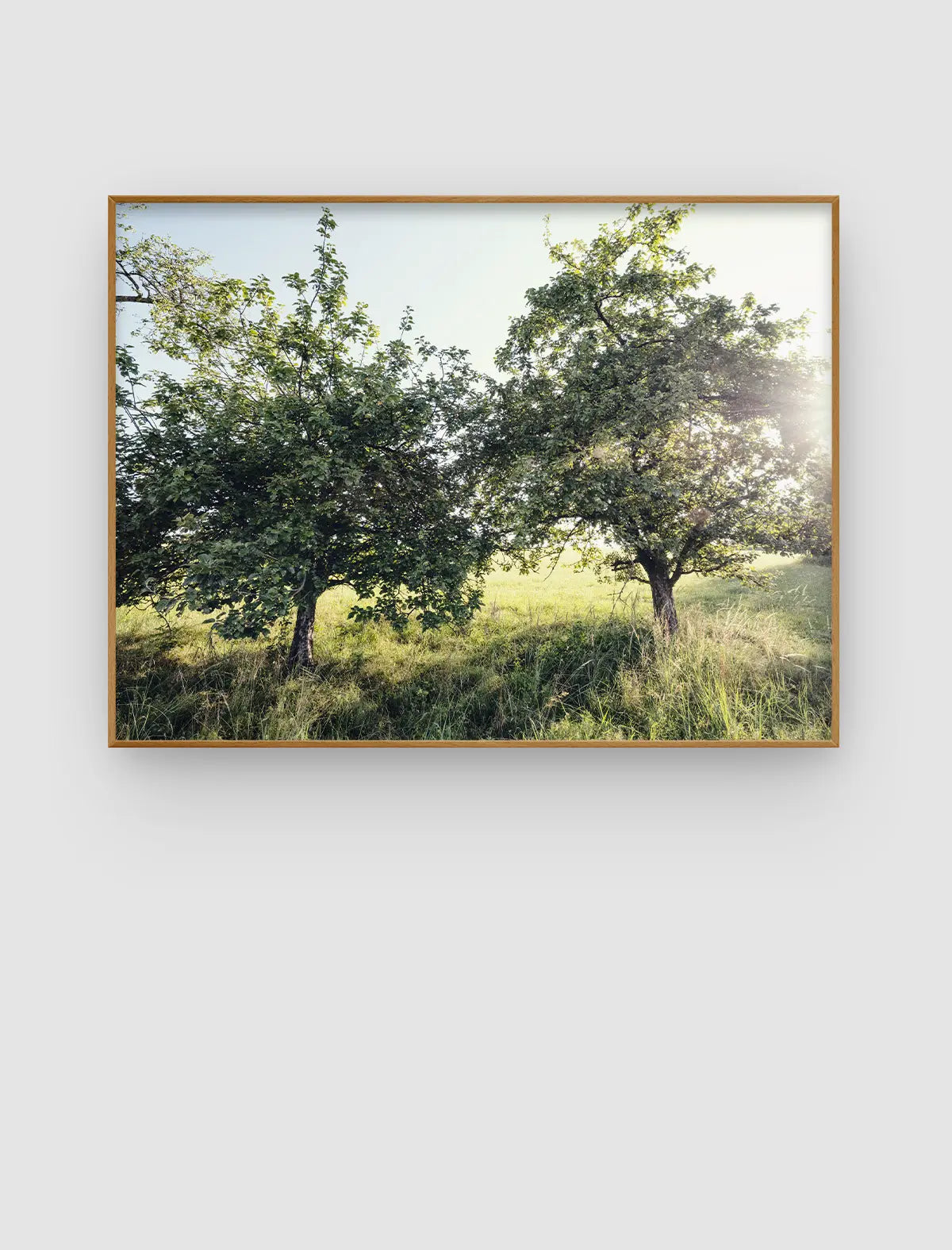 Orchard Light – helles Wald- und Wiesenbild mit seitlichem Licht von Sonja Priller.