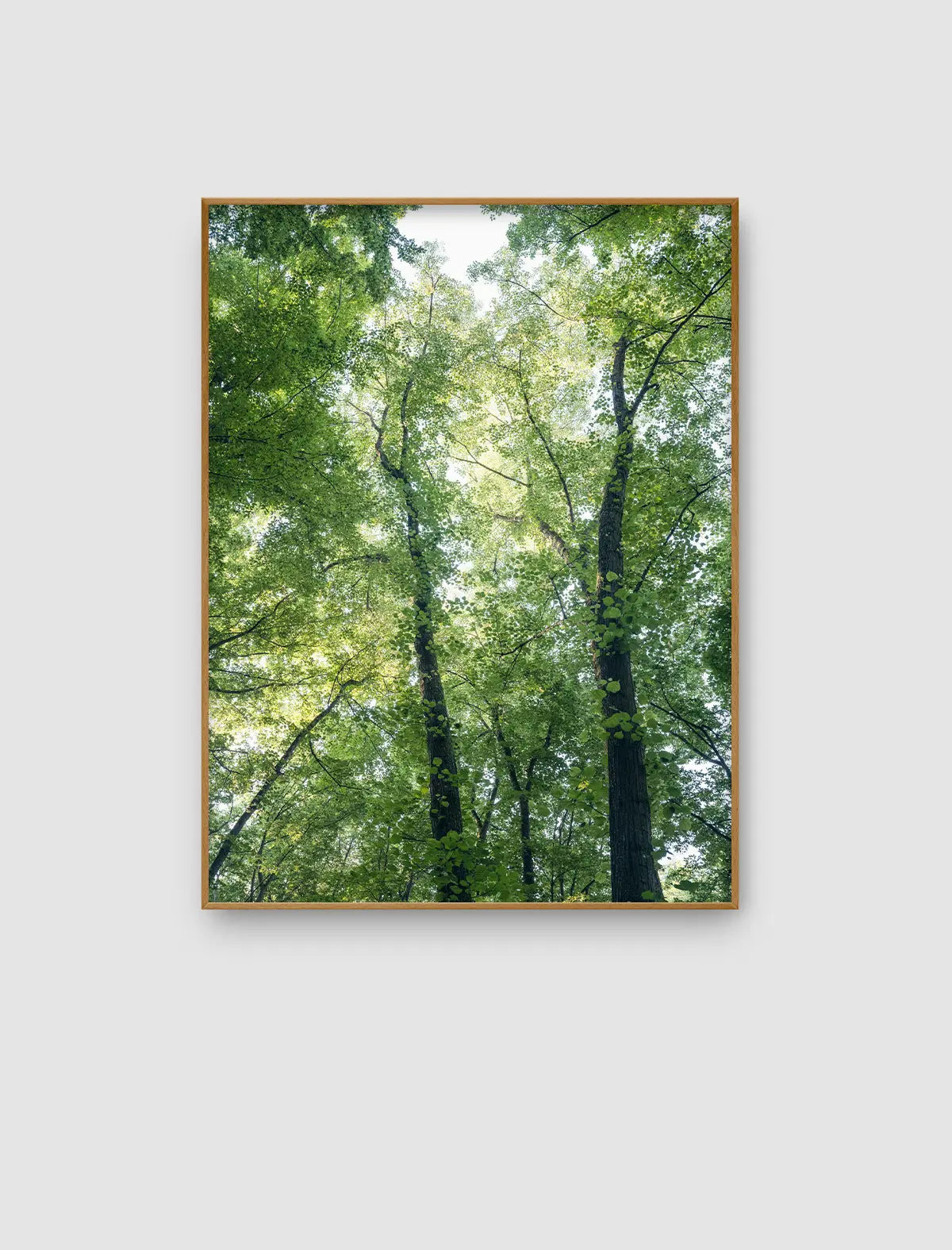 Luminous Canopy – lichtes Waldporträt mit leuchtendem Blattdach von Sonja Priller.