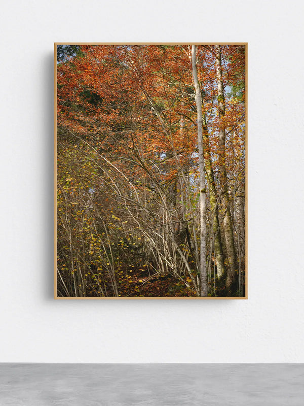 Ruhige Naturfotografie eines herbstlichen Waldes mit warmen Orange- und Brauntönen – beruhigendes Fine-Art-Wandbild für Praxen, Therapiezentren und moderne Wohnräume.