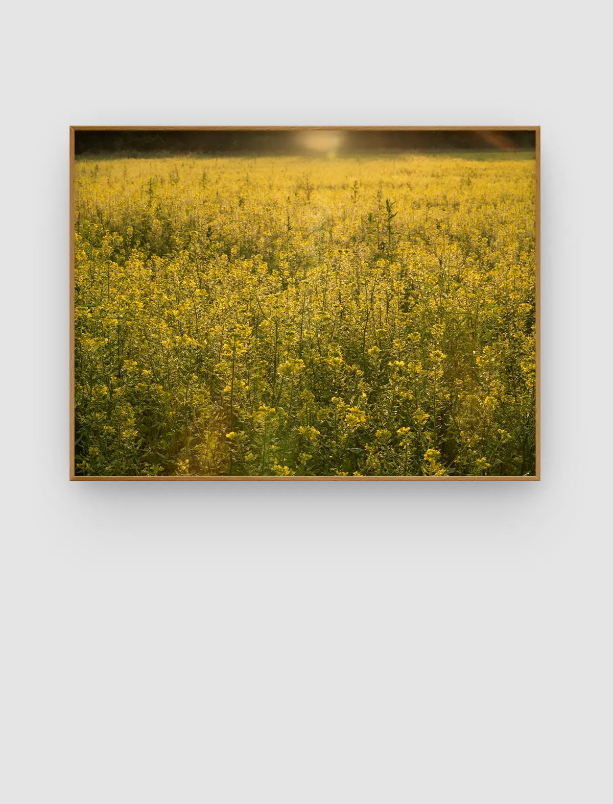 Golden Meadow Glow – Wiesenbild voller gelber Blüten im warmen Abendlicht von Sonja Priller.
