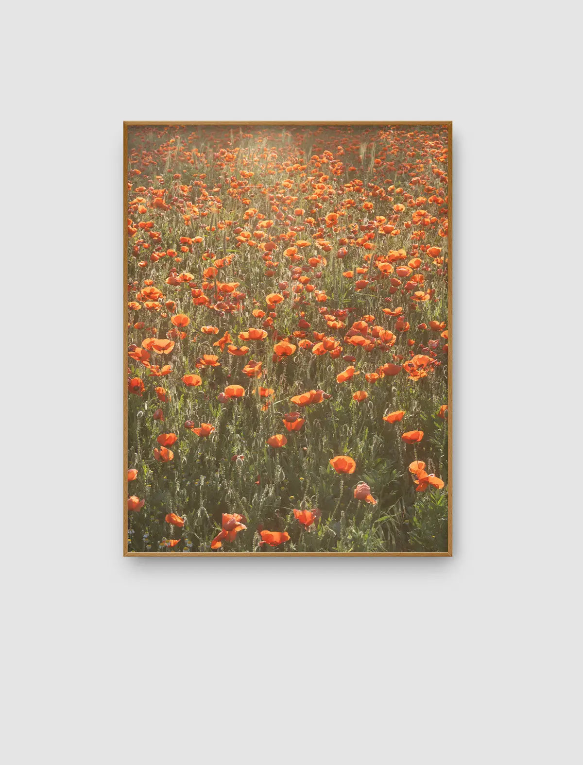 Poppy Meadow Glow – leuchtendes Feld voller orangefarbener Blüten von Sonja Priller.