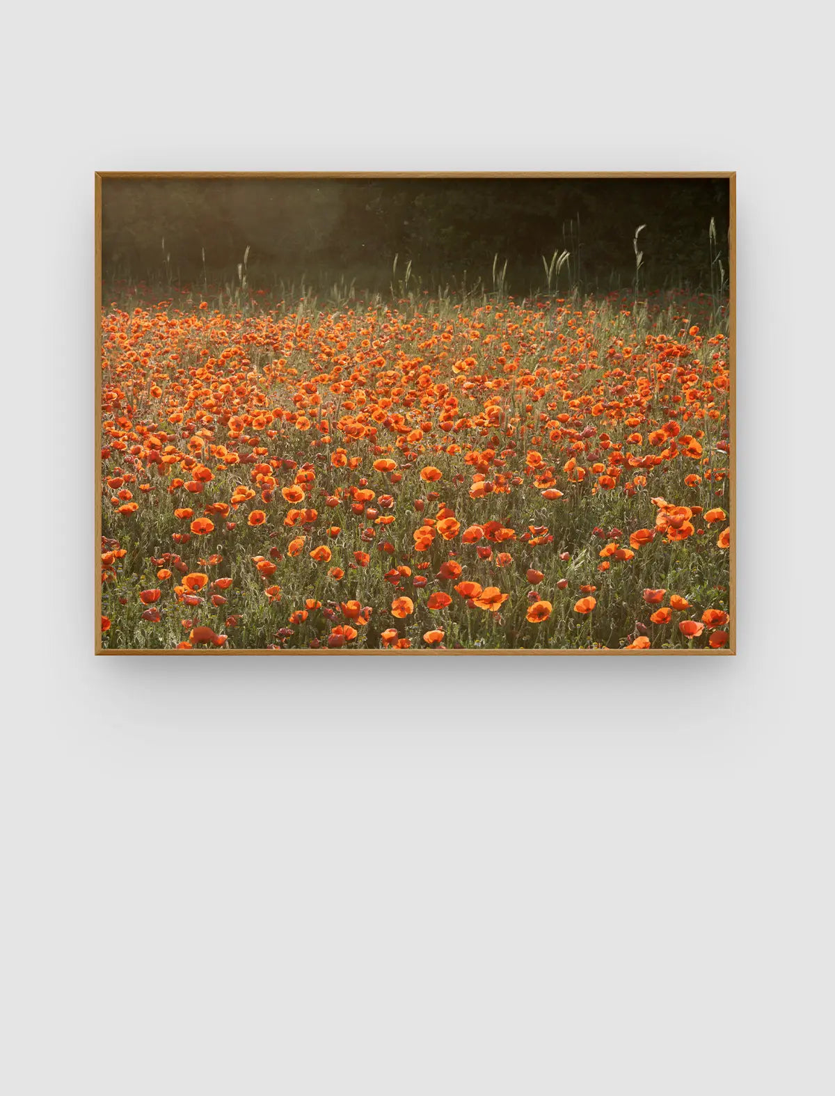 Poppy Field Radiance – weites Blütenfeld mit orangefarbenen Blüten im Streiflicht von Sonja Priller.